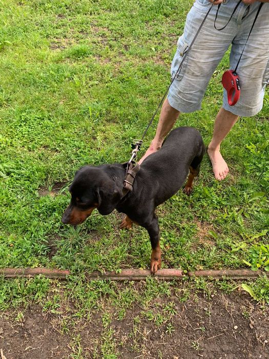 Trzyletnia suka gończy polski  do adopcji .Towarzyska lubi dzieci.