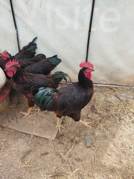 Rhode red island