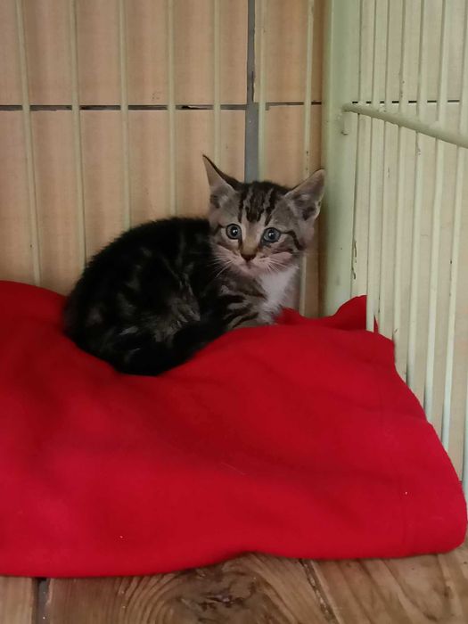 Znaleziono burego kotka