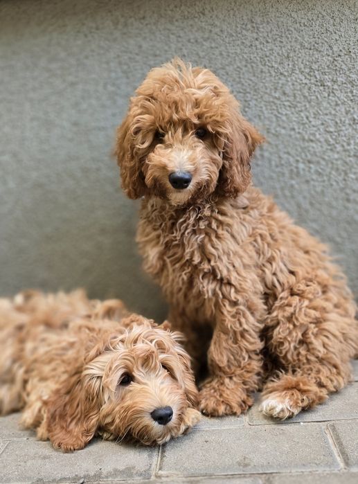 Cockapoo/ dziewczynka