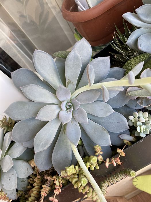 Ечеверія ( Ехіверія) сукулент