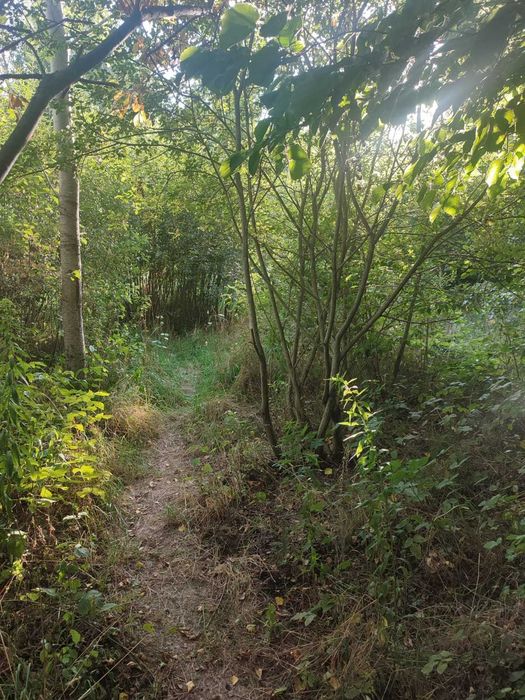 Leśny młyn pod Radunią 4,11 ha