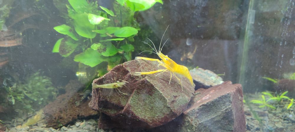 Продам Макробрахіумів