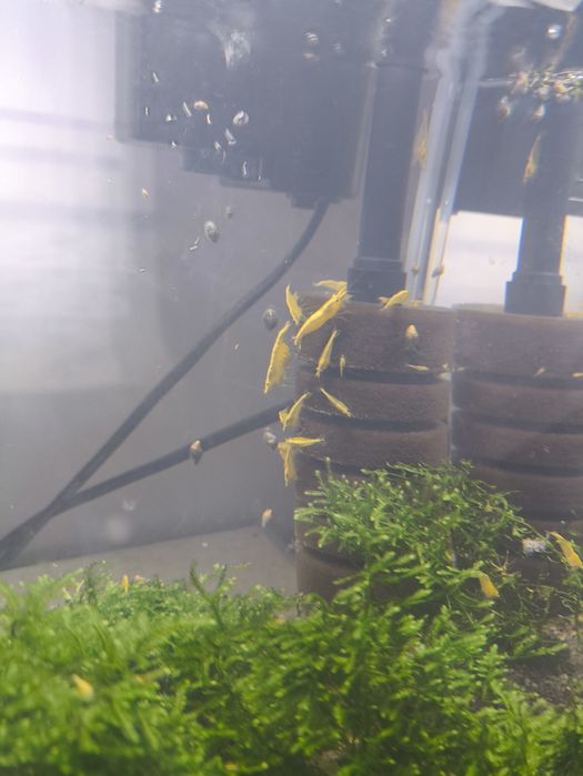 Krewetki Neocaridian yellow