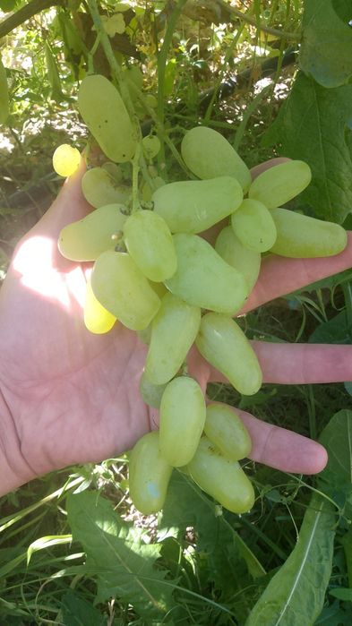 Черенки винограда