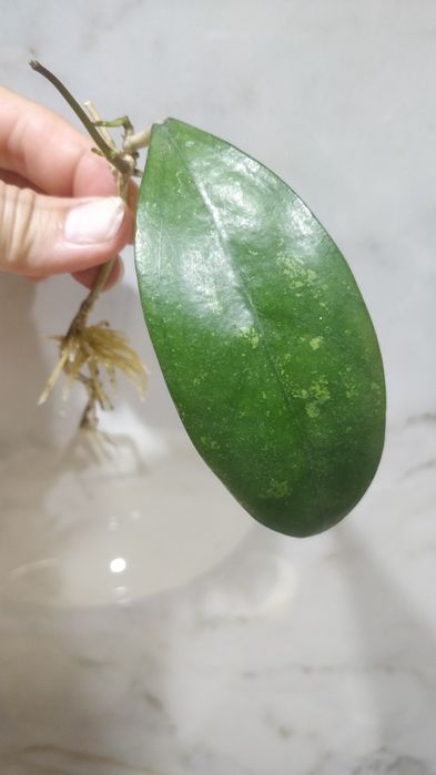 Hoja hoya pottsii