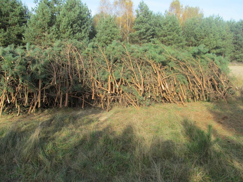 Gałęzie sosnowe oddam za darmo. Transport własny