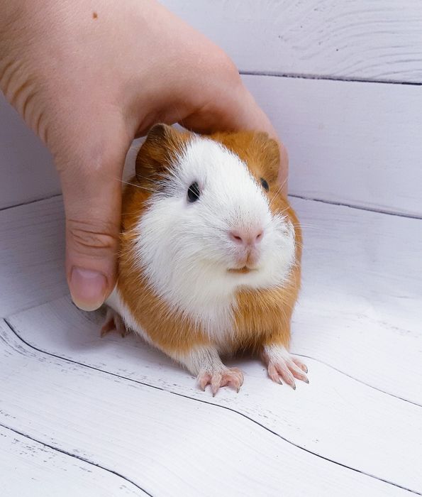 Морские свинки,клетки,корма