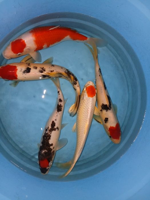 Carpas koi tancho  selecção  premium