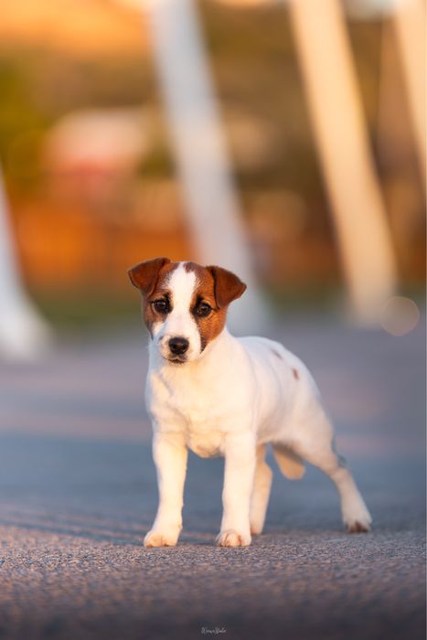 Jack russell Terrier