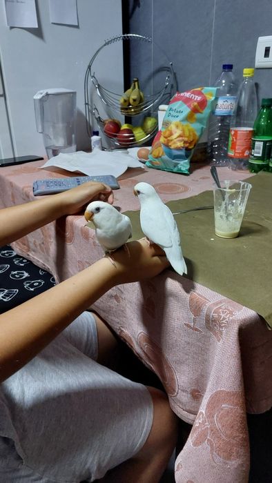 Agapornis roseicollis