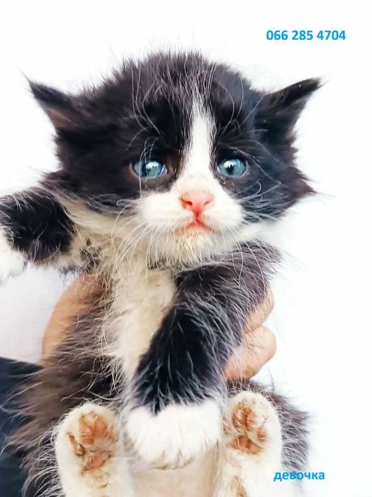 Котята котики кошки красивые  бесплатно в дар