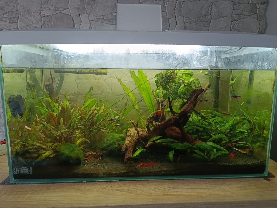Sprzedam akwarium Aquael leddy set 75 wraz z życiem