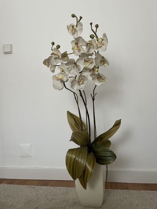 Orquídea loja do gato preto