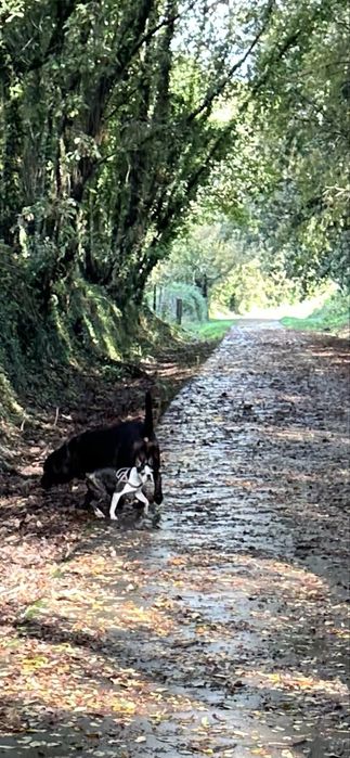 Tomamos conta do sei amigo Cão ou Gato