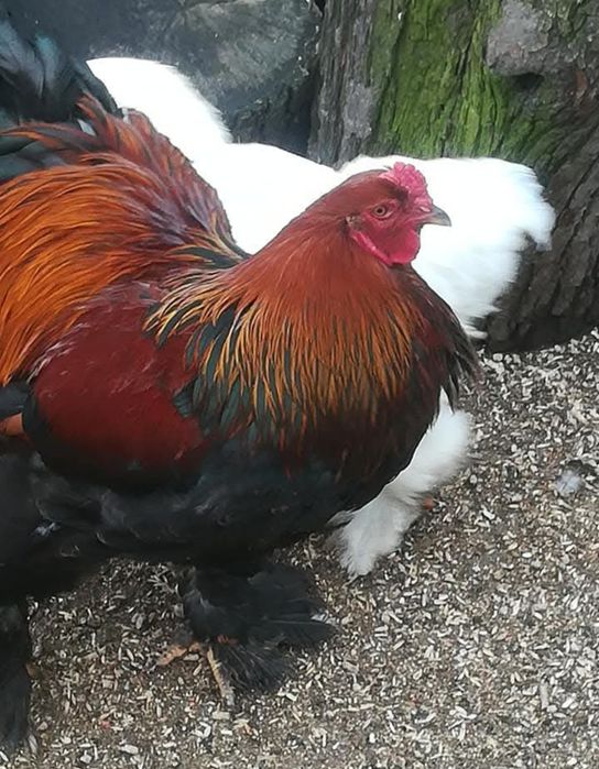 Продам кур та півнів породи брама