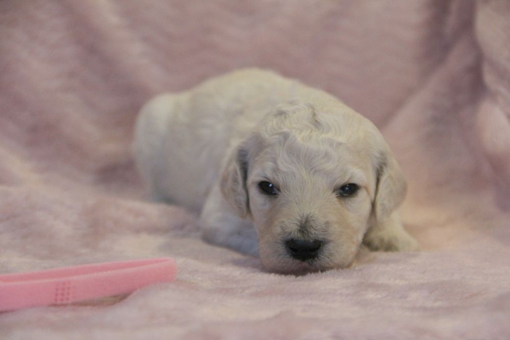 Pudel królewski / Pudel duży szczenięta FCI ZKWP