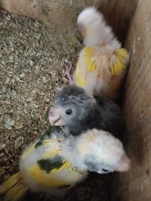Kakarikis bebés para criar a mão