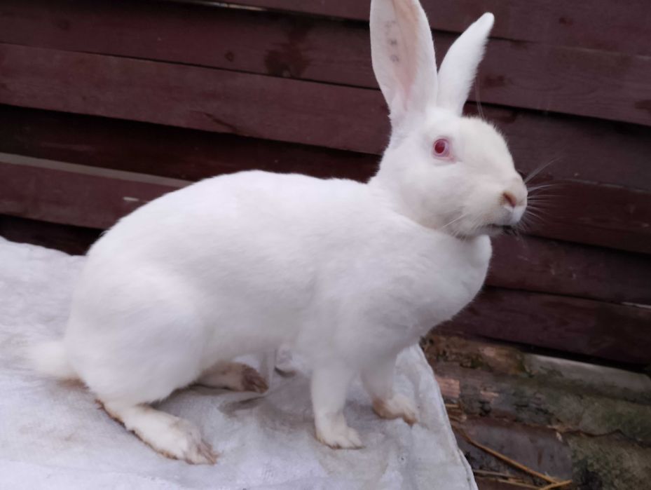 продається бельгійські кролики