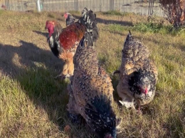 Продаю інкубаційне яйце, Брама фарфорова, лососева, колумбія.