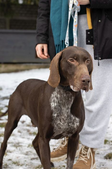 Piesek okolo 6 lat