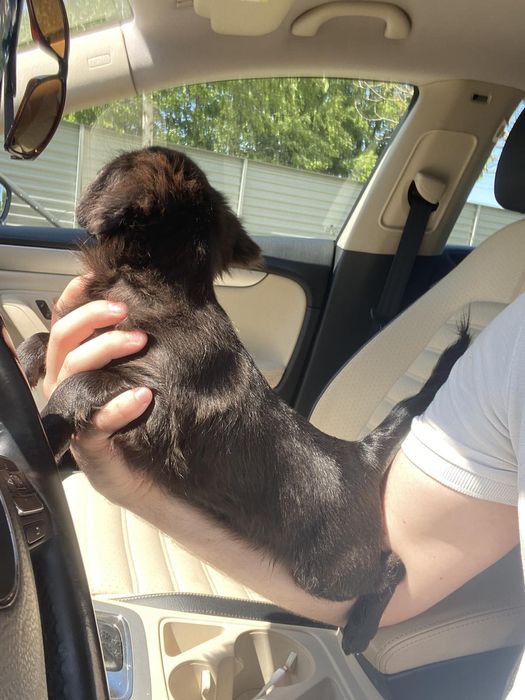 Чіхуа гарна дівчинка