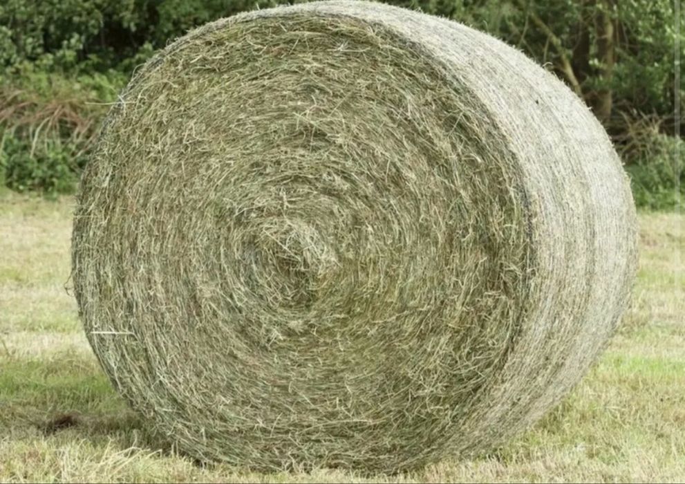 Siano tegoroczne zebrane bez deszczu !