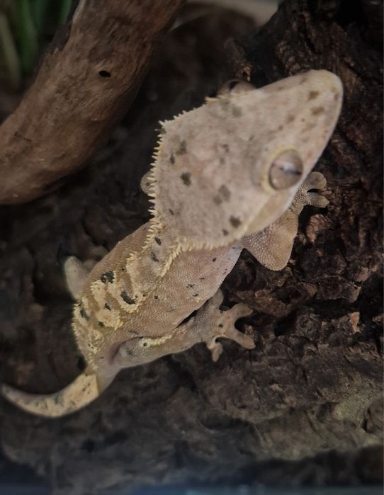 Gekon orzęsiony dorosła samica dalmatian