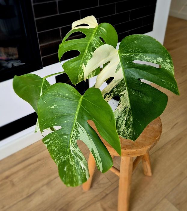 Monstera variegata cała roślina