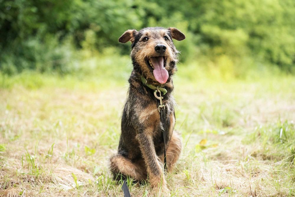 Wspaniały trójłapek w typie terriera - pokochaj Legora
