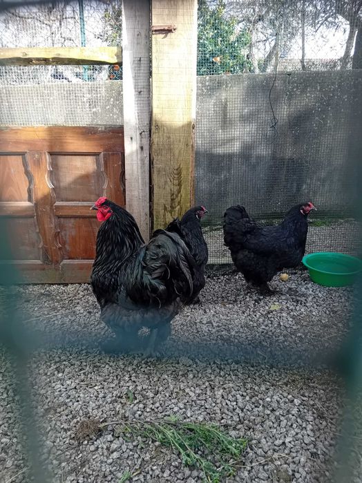 Raça de galinhas Brahma, padrão Black. Ovos para incubação.