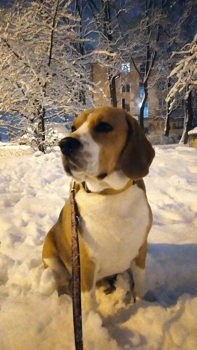 Бігль в'язка! Київ,Хмельницький ,Чернівці , Кам'янець Подільський