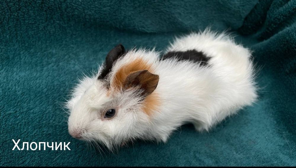 Морські свинки роздріб та гурт