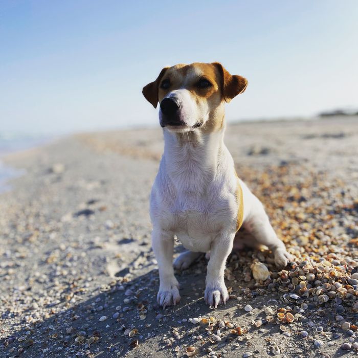 Вʼязка Jack Russell Джек Рассел