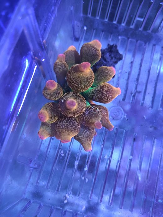 Anémona Bubble Tip Rainbow (Água Salgada)