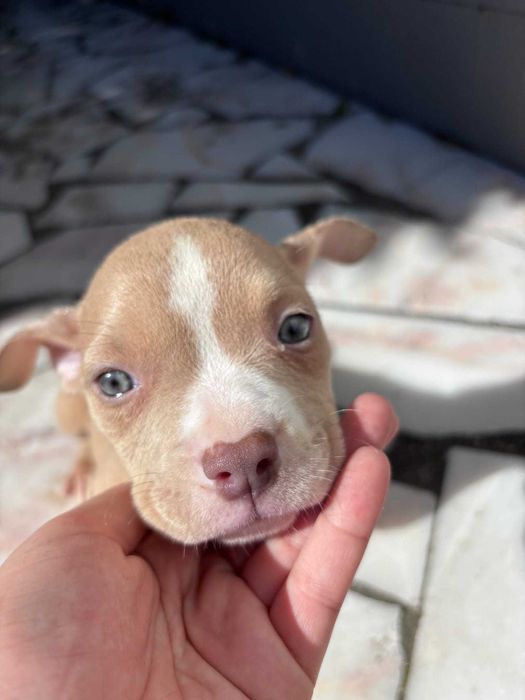 American Bully Pocket Fêmea