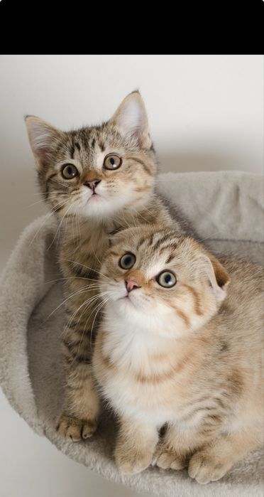 Шотландские котята,табби, полосатые, с прививками,чипами,котенок