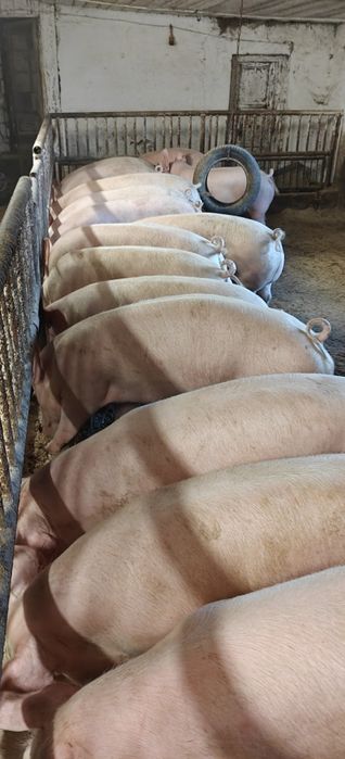 Tuczniki,świnie sprzedam