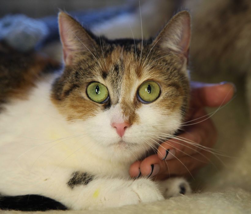 Шукаємо родину для кицюні