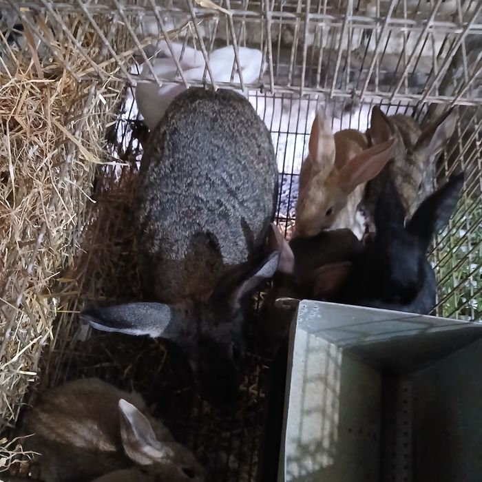 Coelhos Caseiros 10 €