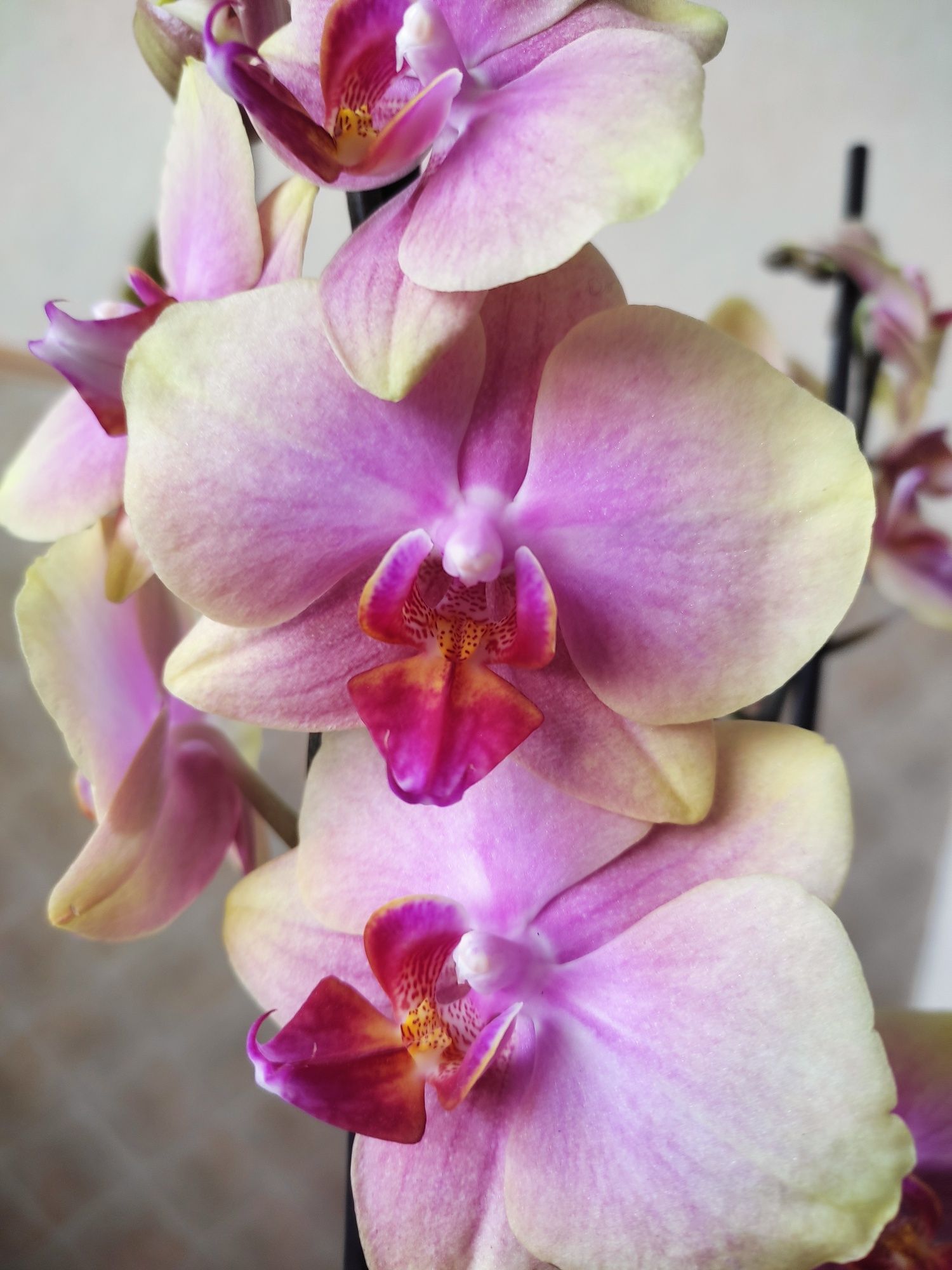 Орхидея сара голд фото Орхидея сара голд фото