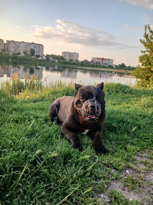 Вяска Кане Корсо