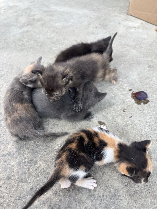 Котенятка ( в хороші руки)