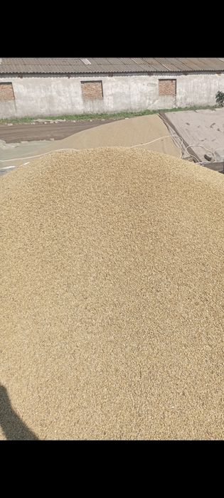 Продам  пшеницю  5000грн  тонна