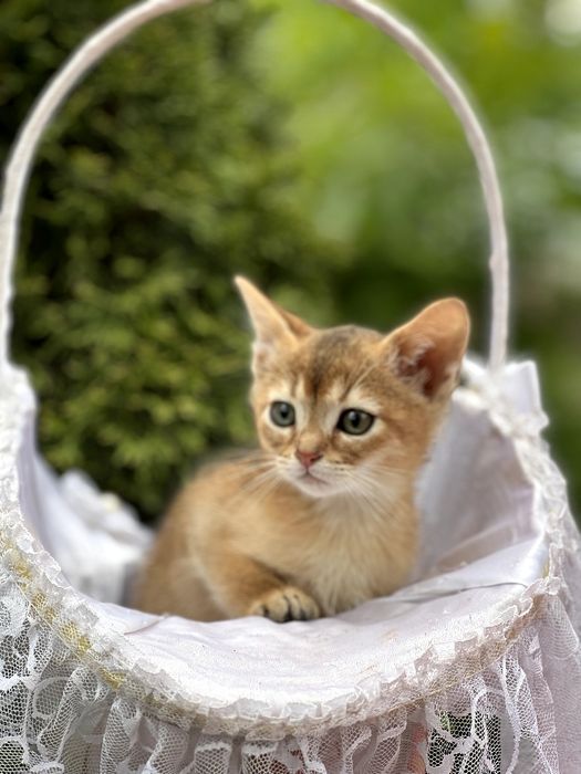 Чарівний абісінський котик.Доставка за кордон.