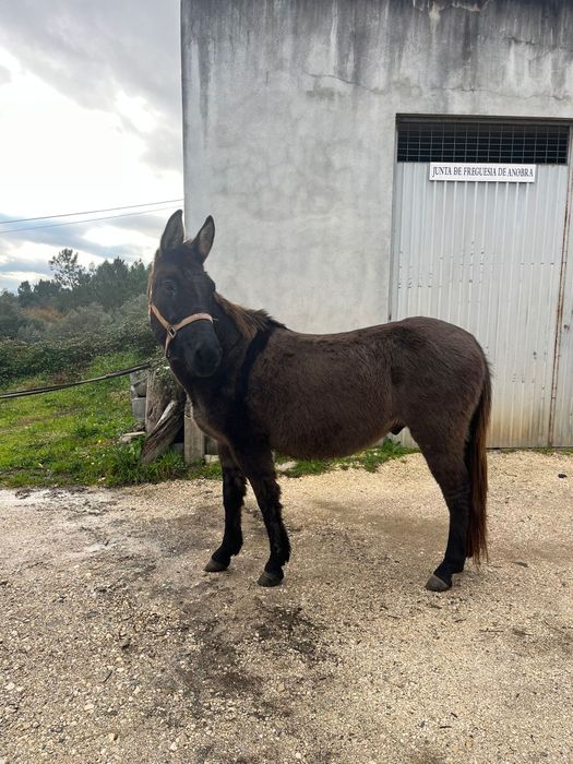 Macho, castrado oito anos