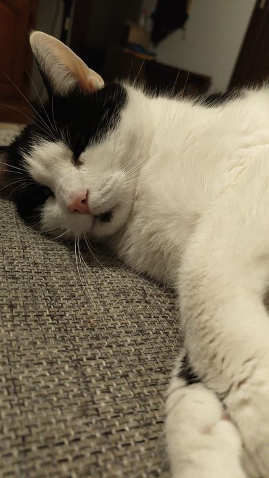 5 letni Kiko do adopcji
