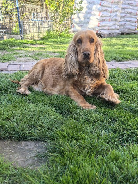 Śliczna suczka cocker spaniel 7 letnia