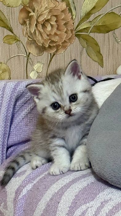 Британські кошенята