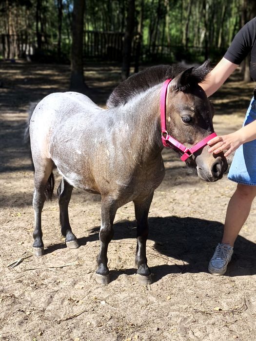 Wyjątkowej urody zadbany przyjazny mini kucyk 100cm